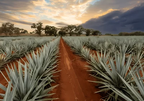 landscape-agave-plants-produce-tequila-600nw-2275441849_4x
